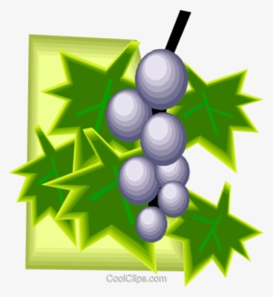 Grapes On The Vine, Fruits Royalty Free Vector Clip - Graphic Design #4081703