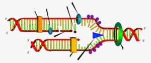 Dna Replication Clip Art Related Keywords - Forquilha De Replicação Do Dna #4082849