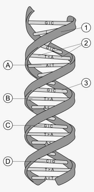 Dna Clipart Svg - Structure Of D Dna #4083546