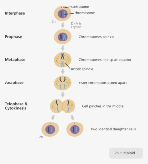 Svg Library Library What Is Mitosis Homeschool - Stages Of Mitosis #4083785