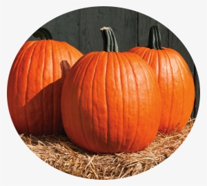 Pumpkin - David's Garden Seeds Pumpkin Cargo Pmr D3978poi (orange) #4084655 Pumpkin - David's Garden Seeds Pumpkin Cargo Pmr D3978poi (orange) #4084655