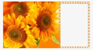 Hq Frames - Yellow Daisies Flowers At Sunset Cross Body Bag Large #4085466