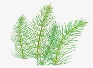 Horsetail Herbal Supplement - Alvita Horsetail Tea - 24 Bags #4086657