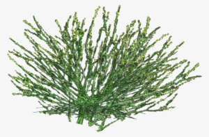 Variegated Horsetail - Wiki #4086675