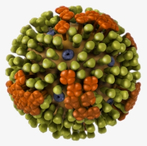 Flu[1] - Influenza B Virus #4088153