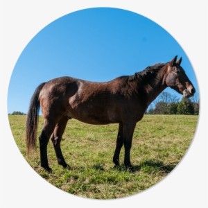 Rastus - Mane #4088618 Rastus - Mane #4088618