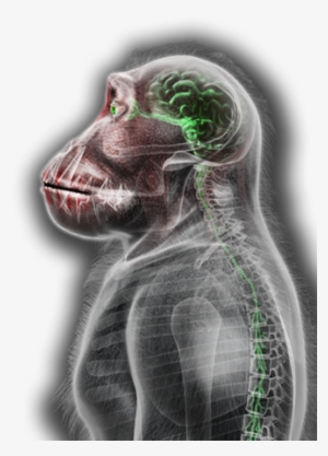 Petridish Ape4@2x - Necroa Virus Stages #4089160