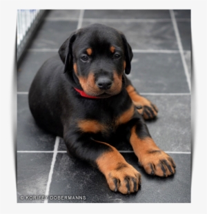 Korifey Dobermann Male Korifey Rage Jw - Male #4090016