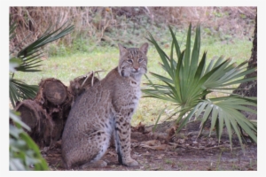 'save Flagler Beach Pets' Meeting To Discuss Dangers - Palm Coast #4091123