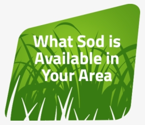 If You Have Questions, Please Use The Form At The Bottom - Grass #4091308