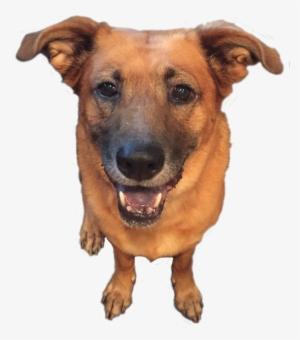Dog #4091919