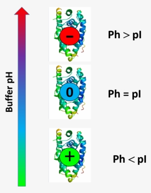 Protein Charge Is Function Of Buffer Ph - Buffer Ph And Protein Pi #4092165