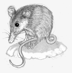 Download Mouse Clipart Honey Possum Rodent Computer - Clip Art #4094996