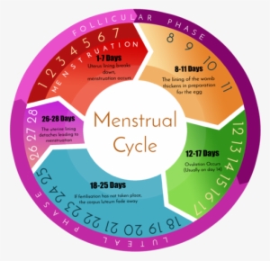 Basics Of Hormone Imbalance - Menstrual Cycle - Free Transparent PNG ...