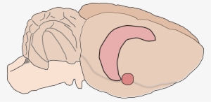 Big Image - Rat Brain Clipart #4095868
