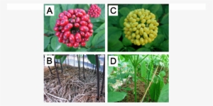 Distinct Characteristics Of Berry And Stem Of Two P - Landrace #4096212