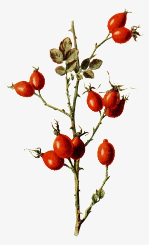 Hand Painted Deep Mountain Wild Fruit Branches Transparent - Botanical Illustration #4096354