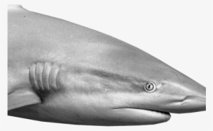 Do Sharks Sniff Their Way - Tiger Shark #4098177