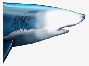 Unlike Most Animals, A Shark's Upper Jaw Is Not Firmly - Blue Whale #4098289 Unlike Most Animals, A Shark's Upper Jaw Is Not Firmly - Blue Whale #4098289