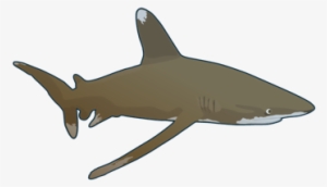 Oceanic Whitetip Shark #4098334