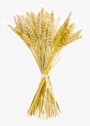 The Fibre Concentrate - Dietary Fiber #4098516