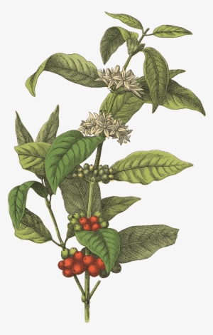 Red Rooster Coffee - Coffee Plant #4099658