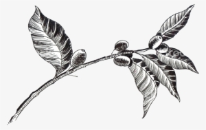 Coffee Ethiopia History #4099661