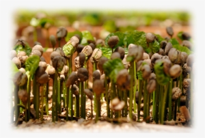 Coffee Plants Are Grown In Rows Several Feet Apart - Coffee Grown #4099697