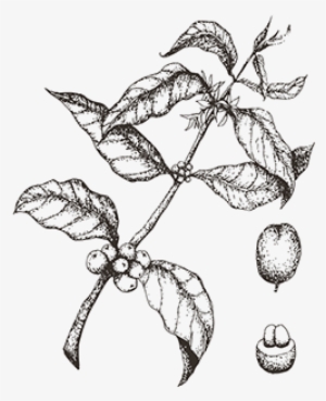 Sketched Coffee Plant Transparent #4099723
