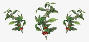 3 Coffee Plants #4099806
