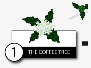 The Kopi Luwak Coffee Making Process From The Tree - Luwak Coffee Making Process #4099849