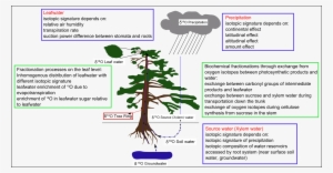 Biochemical Isotope Fractionations During Biosynthesis - Oxygen Isotope Fractionation #4099866