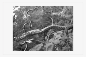 Eastern Filbert Blight On 'contorta' - Corkscrew Hazel #4099891