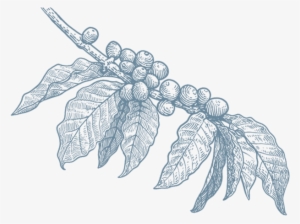 Artisan Production - Coffee Branch Illustration Png #4099894