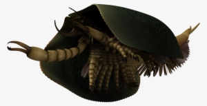Tokummia Reconstruction 2017 04 27 - Tokummia Katalepsis #411398