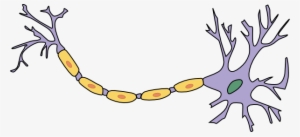 Neuron With Axon Clip Art - Neuron - Free Transparent PNG Download - PNGkey