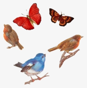 Birds And Butterflies Tuckdb Org - Butterfly #414640