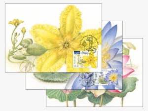 Set Of Three Water Plants Maxicards #415595