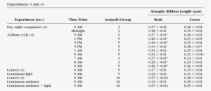 Synaptic Ribbon Profile Length In Rods And Cones From - Photoreceptor Cell #418000