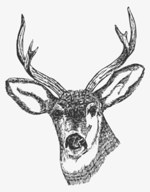 Deer Png #418071