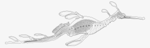 Weedy Sea Dragon Phyllopteryx Taeniolatus, Black White - Sketch #418787