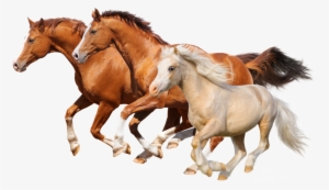 Horses Galloping - Let's Learn About...horses! By Cheryl Shireman #418888