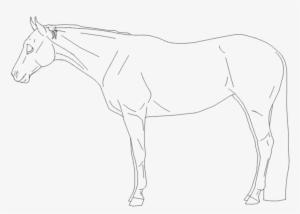 Quarter Horse Lineart - Sketch #419097