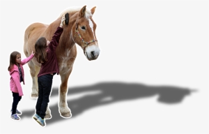 Horse And Handler - Girl Tube With Horse Transparent #419515