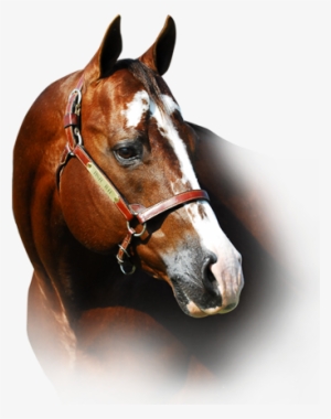 »congress Champions »apha And Nsba World Champion Sire - Sorrel #419704