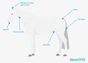 Melanomas - Lymphoma Horses #419729