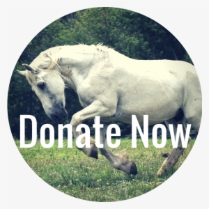 Donate Now - Stallion #419755