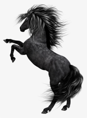 Stallion Clipart Black Horse - Black Horse Png Hd #419804