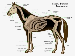 File - Horse Anatomy - Svg - Animal Physiology And Morphology #419996