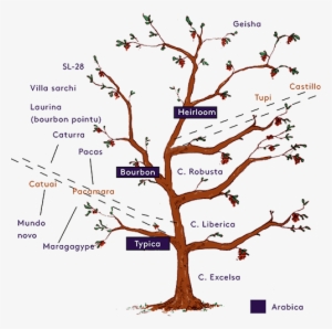 Varietals Diagram - Twig #4100349
